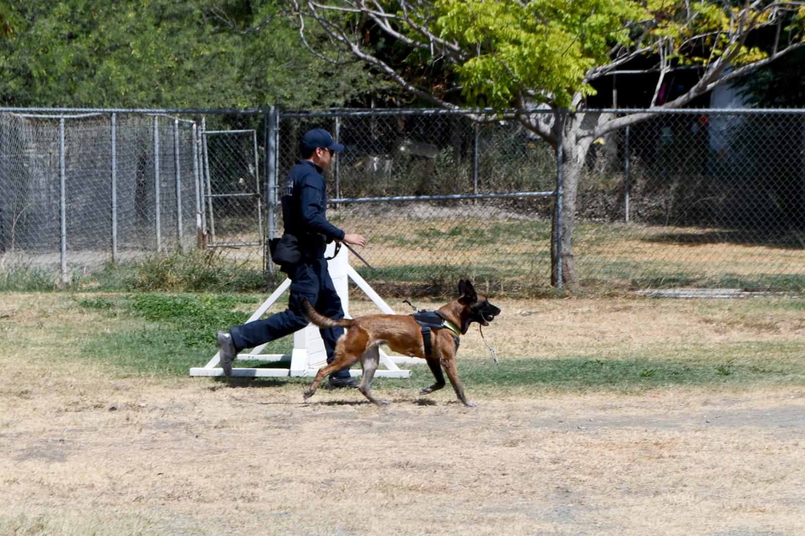 Cuenta Guardia Estatal con agentes caninos especializados