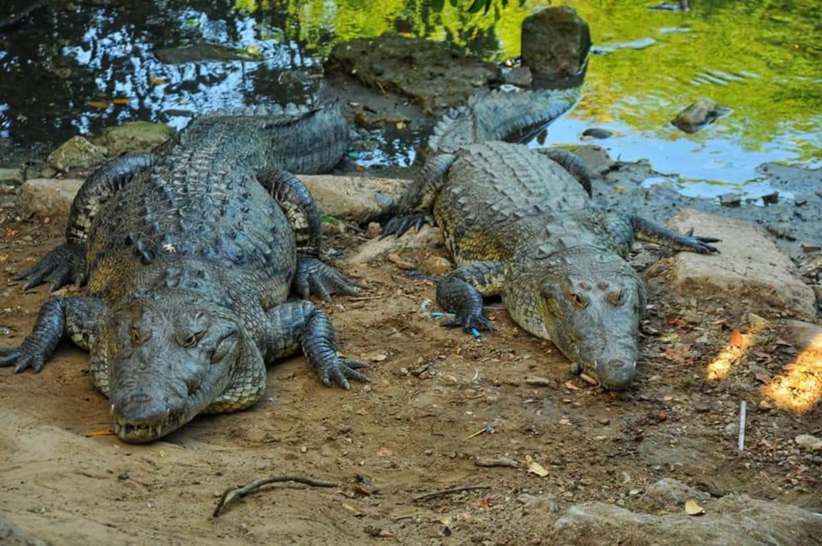 Coordina SEDUMA acciones en busca de controlar sobrepoblación de cocodrilos